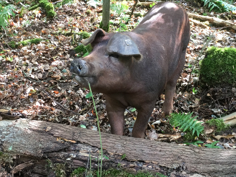 rupbodener waldschweine 3